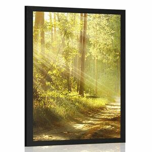 Plakat z passe-partout promienie słońca w lesie obraz