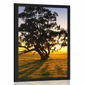 Plakat samotne drzewo o zachodzie słońca obraz