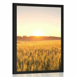 Plakat zachód słońca nad polem pszenicy obraz