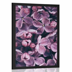 Plakat fioletowe kwiaty bzu obraz