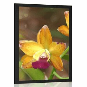 Plakat pomarańczowa orchidea obraz