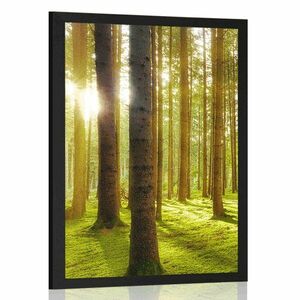 Plakat słoneczny poranek w lesie obraz