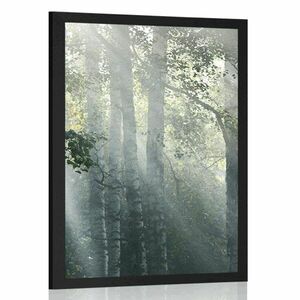 Plakat promienie słońca w mglistym lesie obraz
