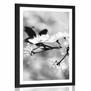 Plakat z passe-partout kwiat wiśni w czerni i bieli obraz