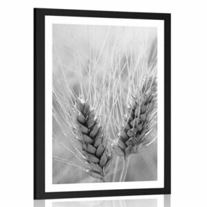 Plakat z passe-partout pole pszenicy w czerni i bieli obraz