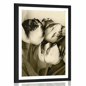Plakat z passe-partout wiosenne tulipany w sepiowym kolorze obraz