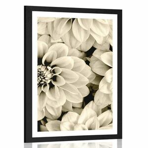 Plakat z passe-partout kwiaty dalii w czerni i bieli w sepiowym kolorze obraz