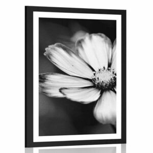 Plakat z passe-partout kwiat wiesiołka ogrodowego w czerni i bieli obraz