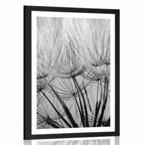 Plakat z passe-partout nasiona dmuchawca w czerni i bieli obraz