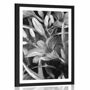 Plakat z passe-partout kwiat lilii w czerni i bieli obraz