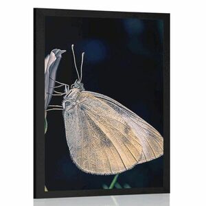 Plakat motyl na kwiatku obraz