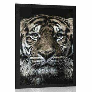 Plakat tygrys obraz