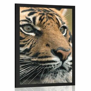 Plakat tygrys bengalski obraz