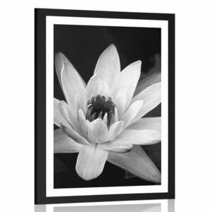 Plakat z passe-partout czarno-biała lilia wodna obraz