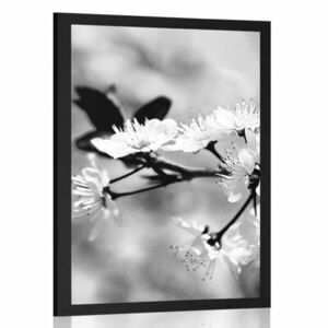Plakat Kwiat czereśni w czerni i bieli obraz