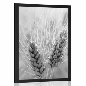 Plakat pole pszenicy w czerni i bieli obraz