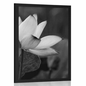 Plakat delikatny kwiat lotosu w czarno-białym kolorze obraz