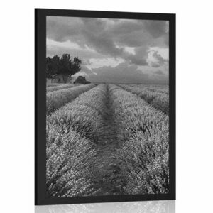 Plakat lawendowe pole w czerni i bieli obraz