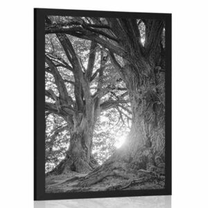 Plakat majestatyczne drzewa w czerni i bieli obraz