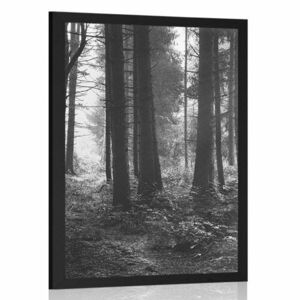 Plakat nasłoneczniony las w czerni i bieli obraz