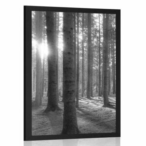 Plakat słoneczny poranek w lesie w czerni i bieli obraz