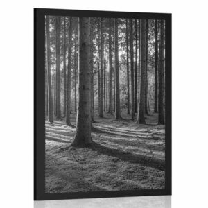 Plakat poranek w lesie w czerni i bieli obraz