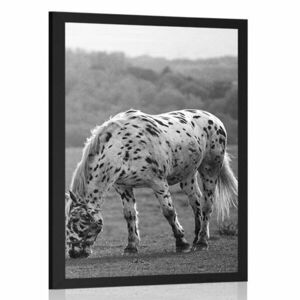 Plakat koń na łące w czerni i bieli obraz