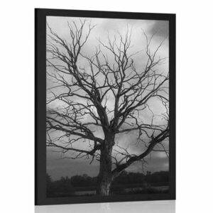 Plakat czarno-białe drzewo na łące obraz