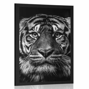 Plakat tygrys w czerni i bieli obraz