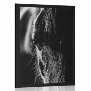 Plakat majestatyczny koń w czerni i bieli obraz