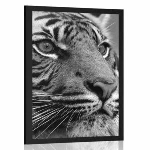 Plakat tygrys bengalski w czerni i bieli obraz