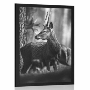 Plakat jeleń w sosnowym lesie w czerni i bieli obraz