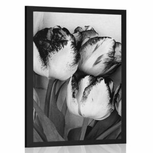 Plakat wiosenne tulipany w czerni i bieli obraz