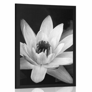 Plakat czarno-biała lilia wodna obraz