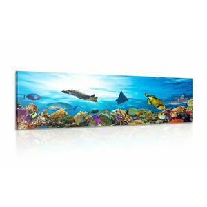 Obraz rafa koralowa z rybami i żółwiami obraz