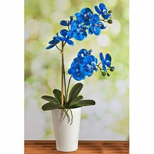Niebieska orchidea obraz