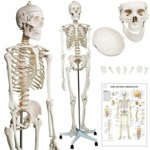 Szkielet anatomii człowieka 181, 5 cm obraz