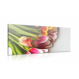Obraz bukiet kolorowych tulipanów obraz