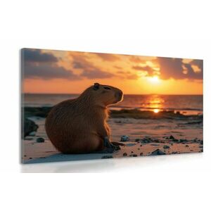 Obraz kapibary o zachodzie słońca obraz