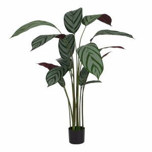 Sztuczna roślina (wysokość 150 cm) Calathea – Ixia obraz