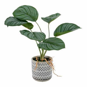 Sztuczna roślina (wysokość 32 cm) Maranta – Ixia obraz