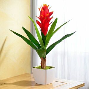 Guzmania, pomarańcza obraz