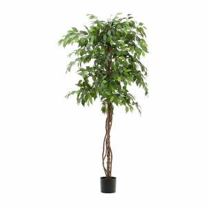 Sztuczny fikus (wysokość 180 cm) Ficus – Kave Home obraz