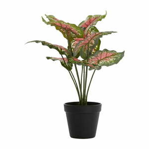 Sztuczna roślina (wysokość 40 cm) Caladium – Light & Living obraz