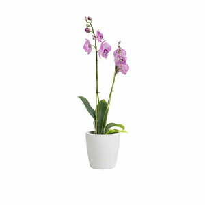 Ceramiczna doniczka ø 14 cm Thalia – Artevasi obraz