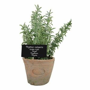 Sztuczna roślina (wysokość 21, 5 cm) Thyme – Esschert Design obraz