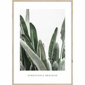 Obraz 50x70 cm Strelitzia – Styler obraz