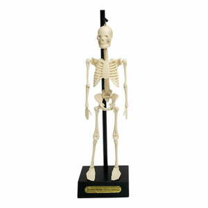 Model szkieletu Rex London Anatomical obraz