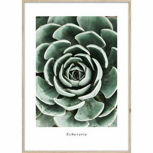 Obraz 50x70 cm Echeveria – Styler obraz