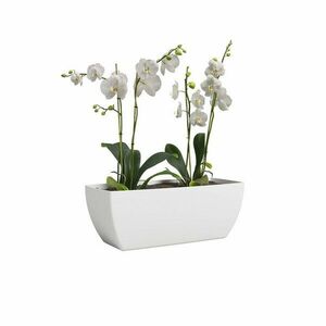 Kwiat w doniczce obraz